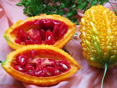 UGRA Chinese Bitter Melon Gourd Seed(50 per packet)