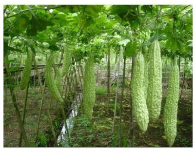 UGRA Karela Vegetable Seeds | Bittergourd Seeds Seed(80 per packet)