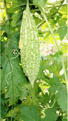 UGRA White Pearl Bitter Melon Seeds Seed(500 per packet)