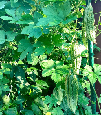 UGRA Dark green bitter melon seeds Seed(80 per packet)