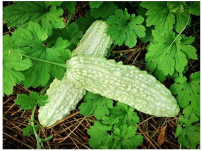 UGRA White Long Bitter Gourd Seeds Seed(80 per packet)