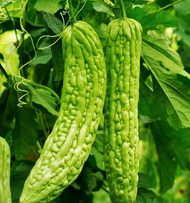 UGRA Bitter Melon Seeds Seed(150 per packet)