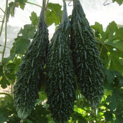 GOCROP Bitter gourd, Karela Seeds Seed(80 per packet)