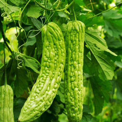 UGRA Green Skin Bitter Melon Seeds Seed(100 per packet)