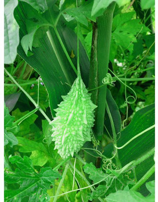 Avysa Bitter Gourd Seed(1000 per packet)