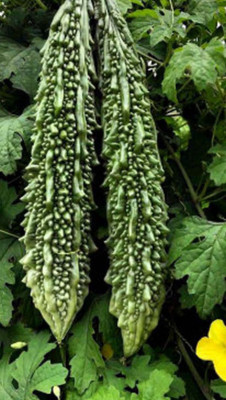 GOCROP Bitter gourd seeds. bitter melon Seed(120 per packet)