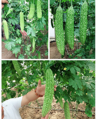 UGRA Bitter Melon Organic Seeds Seed(30 per packet)