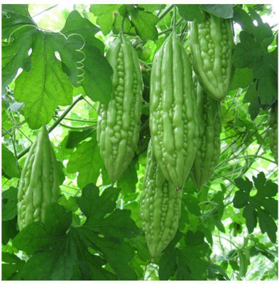 GOCROP Bitter Gourd Seed Seed(200 per packet)