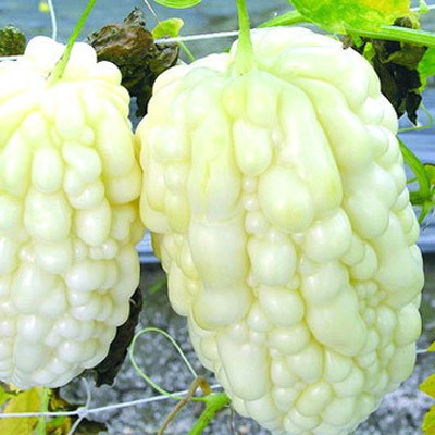 GOCROP Bitter Gourd Seeds (White) Seed(80 per packet)