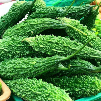 UGRA BITTER MELON Ground SEEDS Seed(150 per packet)