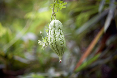 UGRA Green Bitter Melon Gourd Seed(150 per packet)