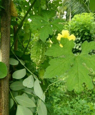 UGRA Green Skin Bitter Melon Seeds Seed(100 per packet)