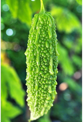 Corofitam BITTER GOURD SEEDS Seed(125 per packet)