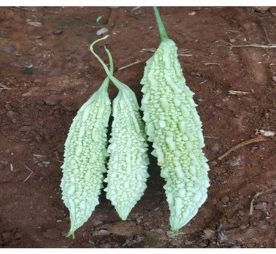 UGRA White karela/ Tella kakarakaya Seed(30 per packet)