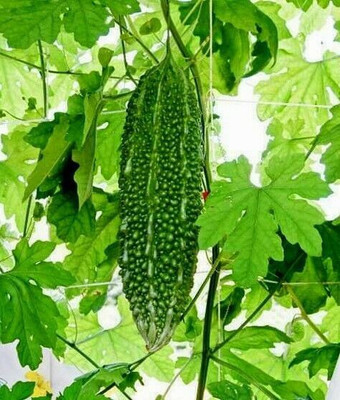 UGRA Bitter Melon Seeds Seed(125 per packet)