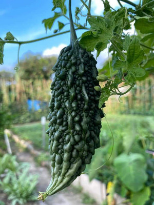 UGRA Green Skin Bitter Melon Seeds Seed(150 per packet)