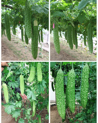 UGRA Bitter Melon Organic Seeds Seed(30 per packet)