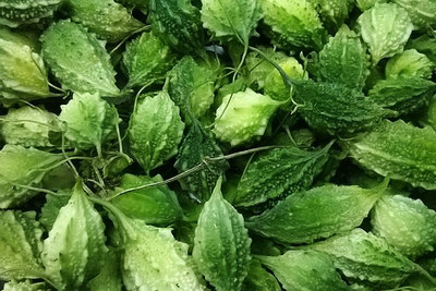 UGRA Bitter Gourd Hight Quality Seed Seed(80 per packet)