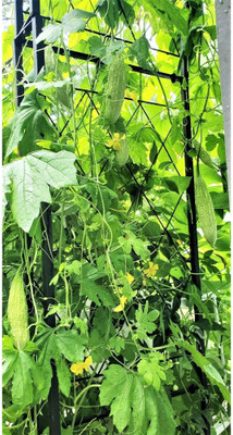 UGRA White Pearl Bitter Melon Seeds Seed(80 per packet)