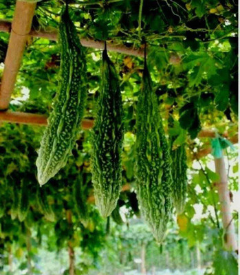 UGRA Ornamental Vine Bitter Gourd Seed(50 per packet)