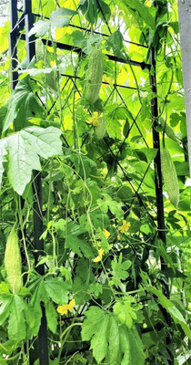 UGRA Chinese Bitter Gourd Seed(100 per packet)
