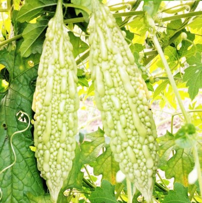 UGRA White Pearl Bitter Melon Seeds Seed(400 per packet)