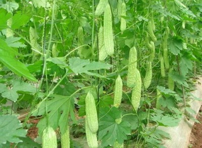 UGRA Bitter Melon Organic Seeds Seed(30 per packet)