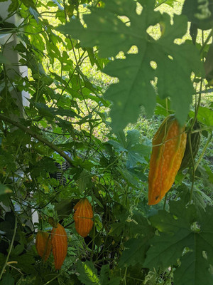 UGRA Hat Kho qua Bittergourd seed Seed(80 per packet)
