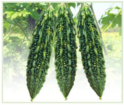 UGRA Bitter gourd, Karela Seeds Seed(80 per packet)