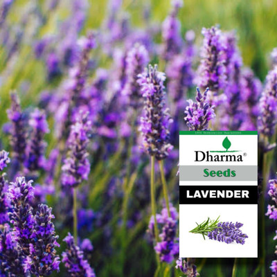 Dharma Lavender Seed(50 per packet)