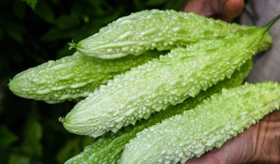 GOCROP Bitter Melon Seed(300 per packet)