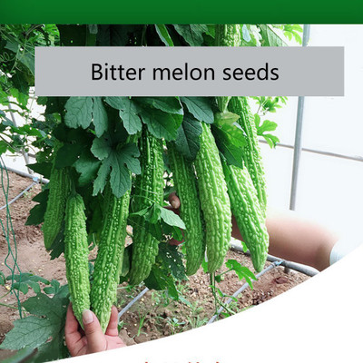 UGRA Bitter Melon Organic Seeds Seed(125 per packet)