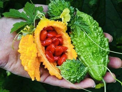 UGRA Bitter Melon Organic Seeds Seed(50 per packet)