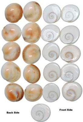 Will and Weaves Gomati Chakras 101 Pc Sudarshan Chakra Shell Gomti Chakras Abhimantrarit Decorative Showpiece  -  1.5 cm(Marble, White)