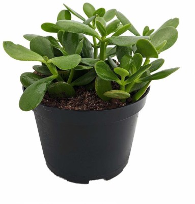 GARDEN ART Jade Plant(Hybrid, Pack of 1)