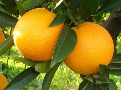 MKR Enterprises Orange Seed(20 per packet)