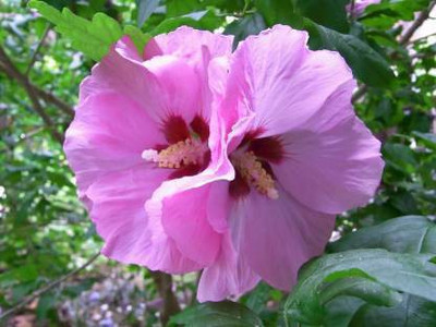 PB honey priya plant Hibiscus Plant(Hybrid, Pack of 1)