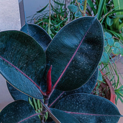 samarthgreen Rubber Tree(Hybrid, Pack of 1)