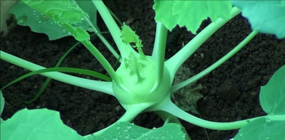 Hybrid Galaxy Fresh VNR green Knol-Khol Vegetable Hybrid Quality Seed(220 per packet)