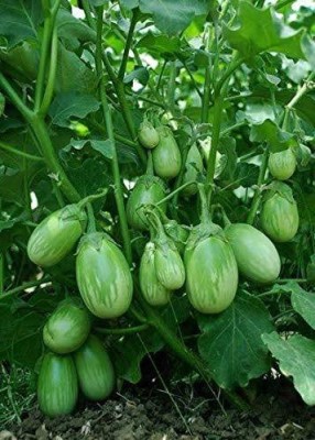 VibeX NDIR-34 - GREEN ROUND BRINJAL - (450 Seeds) Seed(450 per packet)