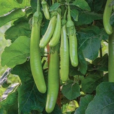 Aywal Green Long Begun Seed(10 per packet)