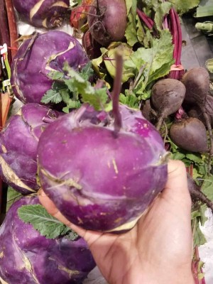 Organic Galaxy Fresh VNR Purple Knol-Khol Vegetable Hybrid Quality Seed(20 per packet)