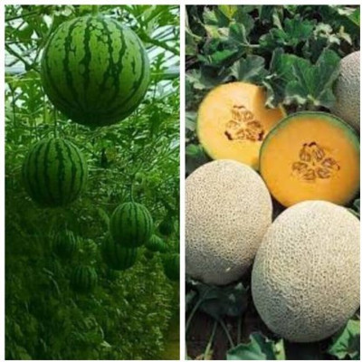 Paudha Watermelon And Muskmelon Fruit pack Seed(30 per packet)