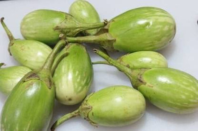 WILLVINE GUA-272 GREEN ROUND BRINJAL/ HARE BAINGAN Seed(200 per packet)