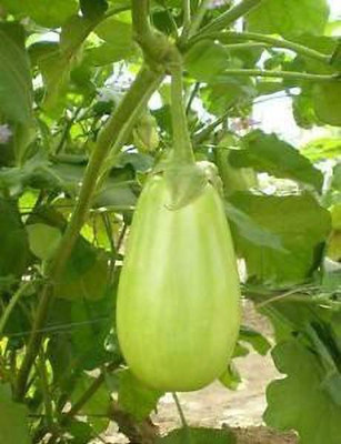 MKR Enterprises Brinjal Seed(500 per packet)