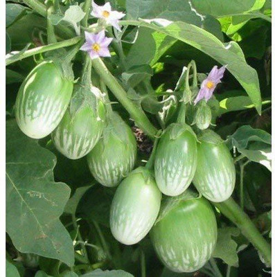 Aywal BRINJAL, Brinjal Green Round Seed(70 per packet)