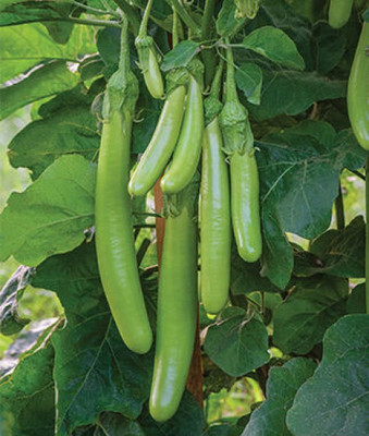 VibeX PAU-45 - Hybrid Brinjal Green Long - (1350 Seeds) Seed(1350 per packet)
