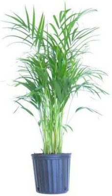 Sisa Areca Palm(Hybrid, Pack of 1)