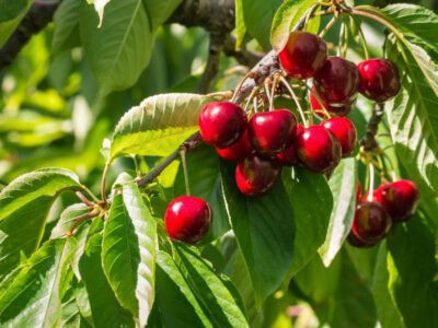 SANJU Cherry Fruit Plant(Hybrid, Pack of 1)