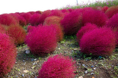 UGRA Kochia Hybrid Seeds Seed(10 per packet)